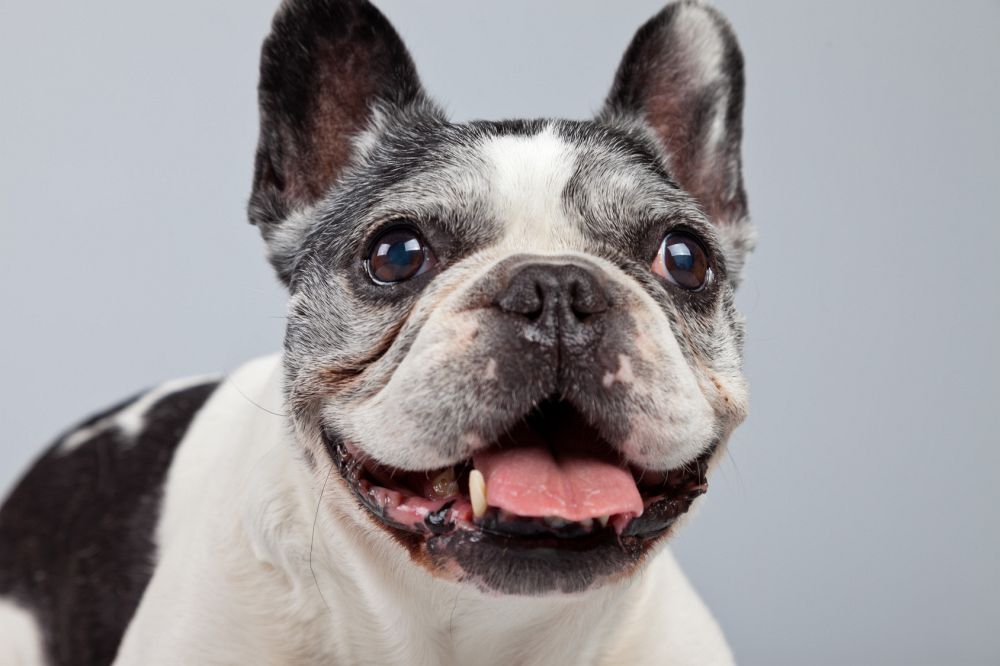 Lebenserwartung, Lebensdauer Französische Bulldogge