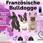 Französische Bulldogge Steckbrief