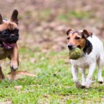 Versteht sich die Französische Bulldogge mit anderen Hunden?
