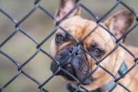 Französische Bulldogge in Not, aus dem Tierheim oder Tierschutz