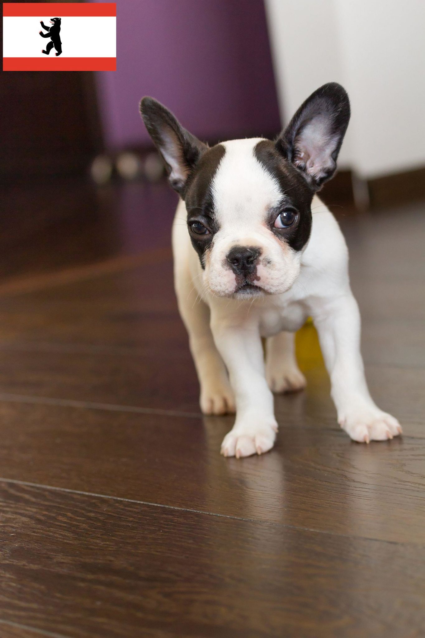 Französische Bulldogge Züchter und Welpen in Berlin -  FranzoesischeBulldogge.de