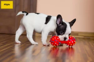 Mehr über den Artikel erfahren Französische Bulldogge Züchter und Welpen im Allgäu