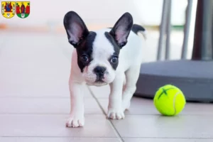 Mehr über den Artikel erfahren Französische Bulldogge Züchter und Welpen in Annaberg-Buchholz