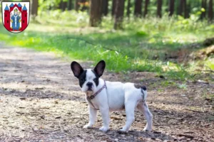 Mehr über den Artikel erfahren Französische Bulldogge Züchter und Welpen in Aschaffenburg