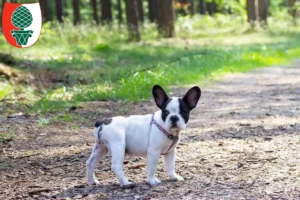 Mehr über den Artikel erfahren Französische Bulldogge Züchter und Welpen in Augsburg
