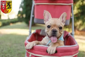 Mehr über den Artikel erfahren Französische Bulldogge Züchter und Welpen in Bad Neuenahr-Ahrweiler