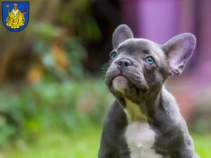 Mehr über den Artikel erfahren Französische Bulldogge Züchter und Welpen in Bad Salzungen