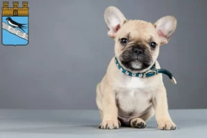 Mehr über den Artikel erfahren Französische Bulldogge Züchter und Welpen in Bad Schwalbach