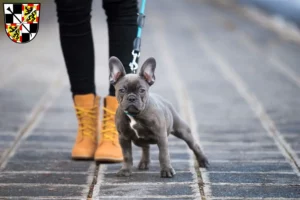 Mehr über den Artikel erfahren Französische Bulldogge Züchter und Welpen in Bayreuth