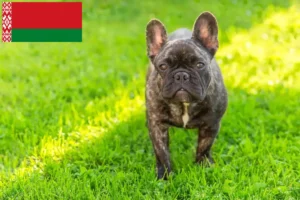 Mehr über den Artikel erfahren Französische Bulldogge Züchter und Welpen in Belarus