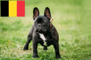 Mehr über den Artikel erfahren Französische Bulldogge Züchter und Welpen in Belgien