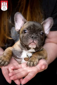 Mehr über den Artikel erfahren Französische Bulldogge Züchter und Welpen in Bergedorf