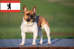 Mehr über den Artikel erfahren Französische Bulldogge Züchter und Welpen in Berlin