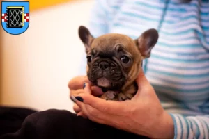 Mehr über den Artikel erfahren Französische Bulldogge Züchter und Welpen in Bochum