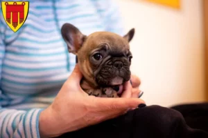 Mehr über den Artikel erfahren Französische Bulldogge Züchter und Welpen in Böblingen