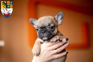 Mehr über den Artikel erfahren Französische Bulldogge Züchter und Welpen in Brake (Unterweser)