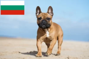 Mehr über den Artikel erfahren Französische Bulldogge Züchter und Welpen in Bulgarien