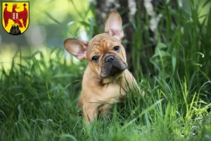 Mehr über den Artikel erfahren Französische Bulldogge Züchter und Welpen im Burgenland