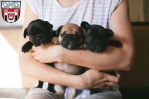 Mehr über den Artikel erfahren Französische Bulldogge Züchter und Welpen in Cham (Oberpfalz)