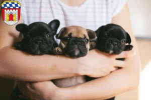 Mehr über den Artikel erfahren Französische Bulldogge Züchter und Welpen in Deggendorf