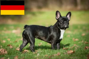 Mehr über den Artikel erfahren Französische Bulldogge Züchter und Welpen in Deutschland
