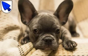 Mehr über den Artikel erfahren Französische Bulldogge Züchter und Welpen in Erding