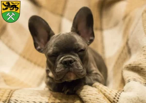 Mehr über den Artikel erfahren Französische Bulldogge Züchter und Welpen im Erzgebirge