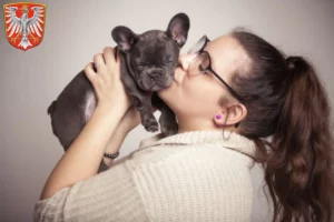 Mehr über den Artikel erfahren Französische Bulldogge Züchter und Welpen in Frankfurt am Main