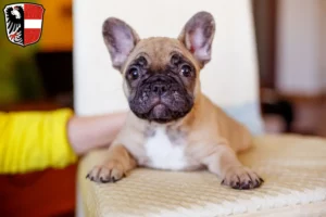 Mehr über den Artikel erfahren Französische Bulldogge Züchter und Welpen in Garmisch-Partenkirchen