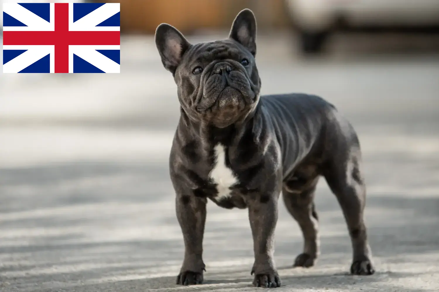 Mehr über den Artikel erfahren Französische Bulldogge Züchter und Welpen in Großbritannien