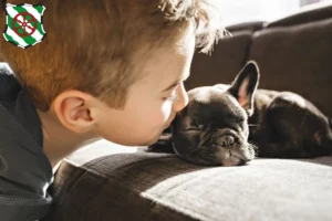 Mehr über den Artikel erfahren Französische Bulldogge Züchter und Welpen in Gütersloh