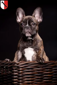 Mehr über den Artikel erfahren Französische Bulldogge Züchter und Welpen in Halberstadt