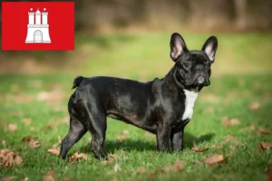 Mehr über den Artikel erfahren Französische Bulldogge Züchter und Welpen in Hamburg