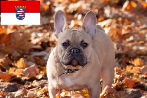 Mehr über den Artikel erfahren Französische Bulldogge Züchter und Welpen in Hessen
