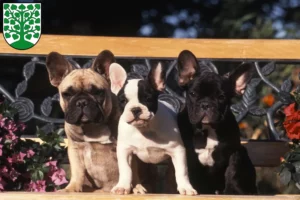 Mehr über den Artikel erfahren Französische Bulldogge Züchter und Welpen in Homburg