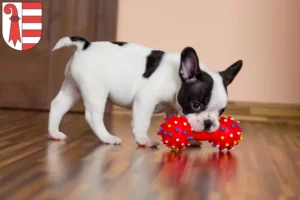 Mehr über den Artikel erfahren Französische Bulldogge Züchter und Welpen in Jura