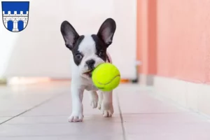 Mehr über den Artikel erfahren Französische Bulldogge Züchter und Welpen in Kitzingen