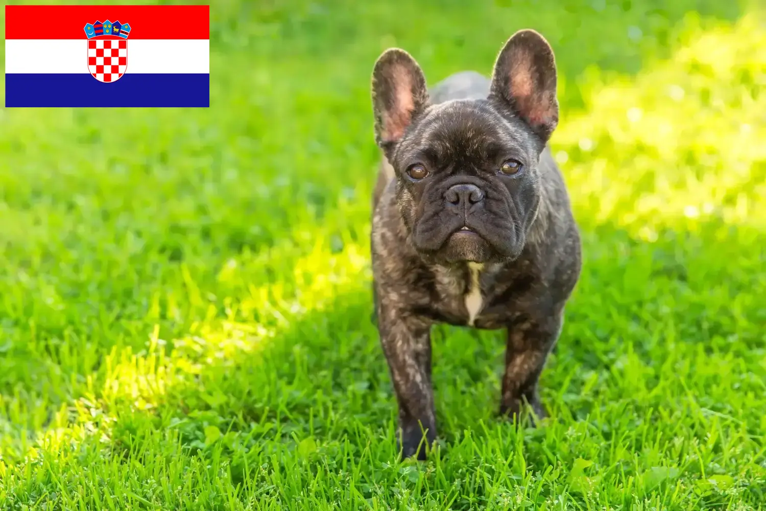 Mehr über den Artikel erfahren Französische Bulldogge Züchter und Welpen in Kroatien