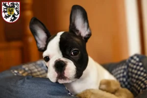 Mehr über den Artikel erfahren Französische Bulldogge Züchter und Welpen in Landau in der Pfalz