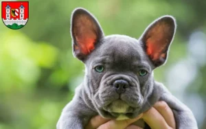 Mehr über den Artikel erfahren Französische Bulldogge Züchter und Welpen in Lauf an der Pegnitz