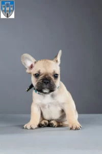 Mehr über den Artikel erfahren Französische Bulldogge Züchter und Welpen in Limburg an der Lahn