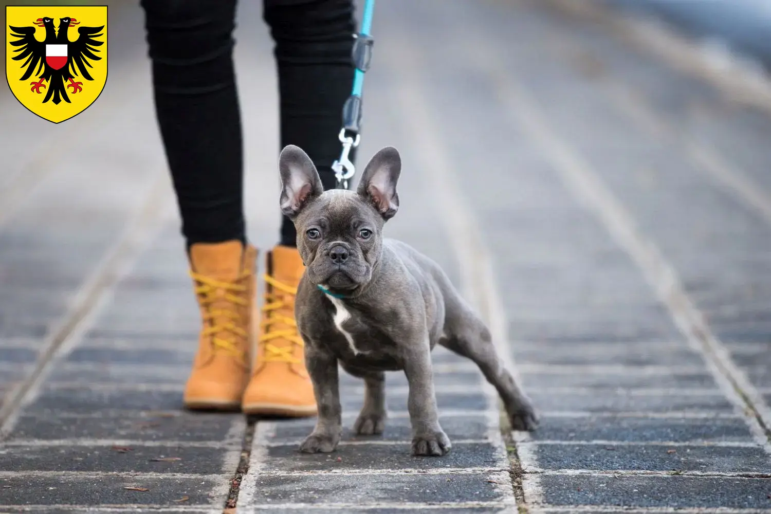 Mehr über den Artikel erfahren Französische Bulldogge Züchter und Welpen in Lübeck