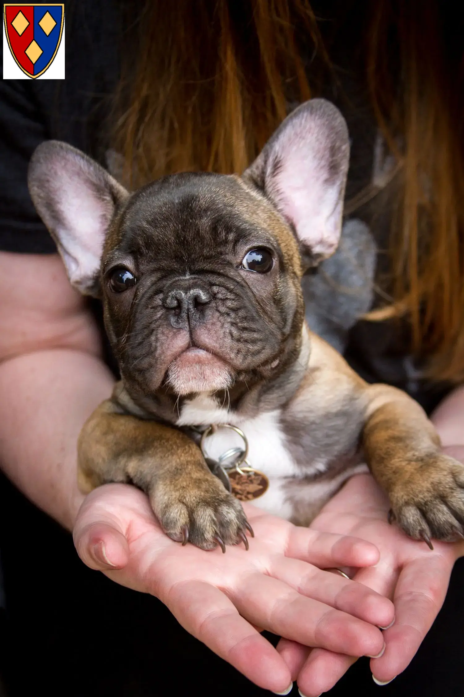 Mehr über den Artikel erfahren Französische Bulldogge Züchter und Welpen in Lüchow (Wendland)