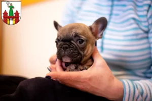 Mehr über den Artikel erfahren Französische Bulldogge Züchter und Welpen in Magdeburg