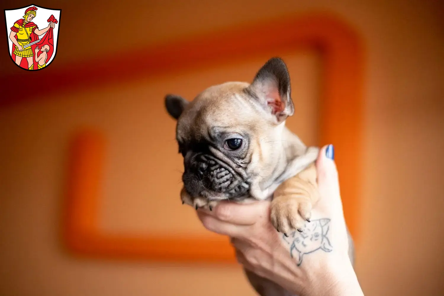 Mehr über den Artikel erfahren Französische Bulldogge Züchter und Welpen in Marktoberdorf