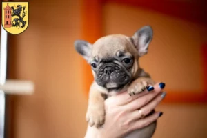 Mehr über den Artikel erfahren Französische Bulldogge Züchter und Welpen in Meißen