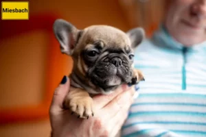 Mehr über den Artikel erfahren Französische Bulldogge Züchter und Welpen in Miesbach