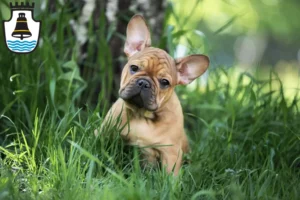 Mehr über den Artikel erfahren Französische Bulldogge Züchter und Welpen in Mindelheim