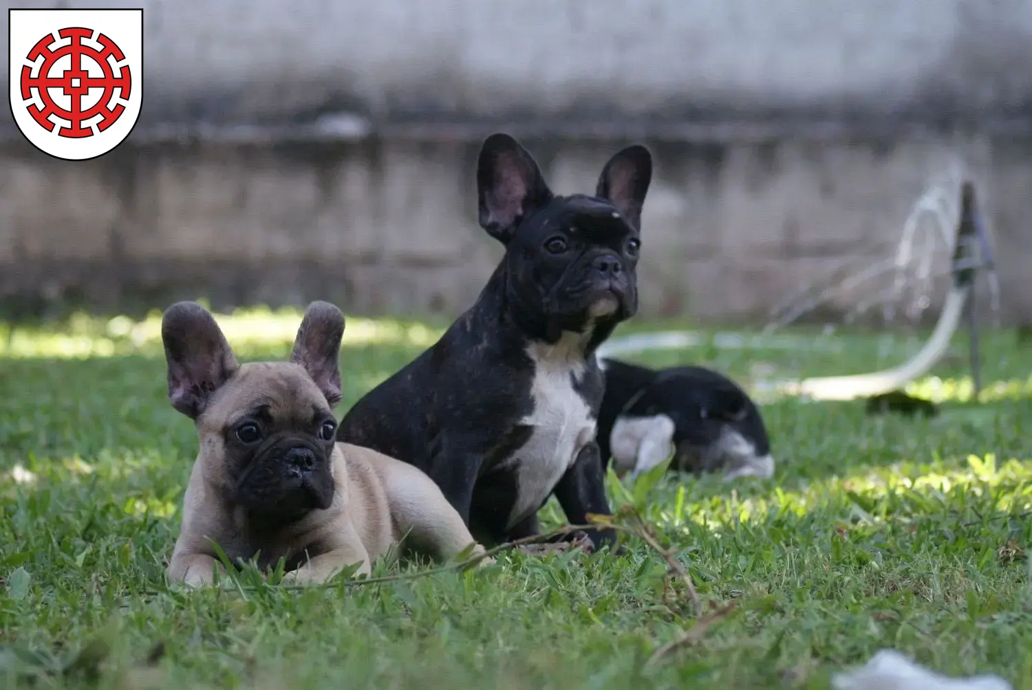 Mehr über den Artikel erfahren Französische Bulldogge Züchter und Welpen in Mühldorf am Inn