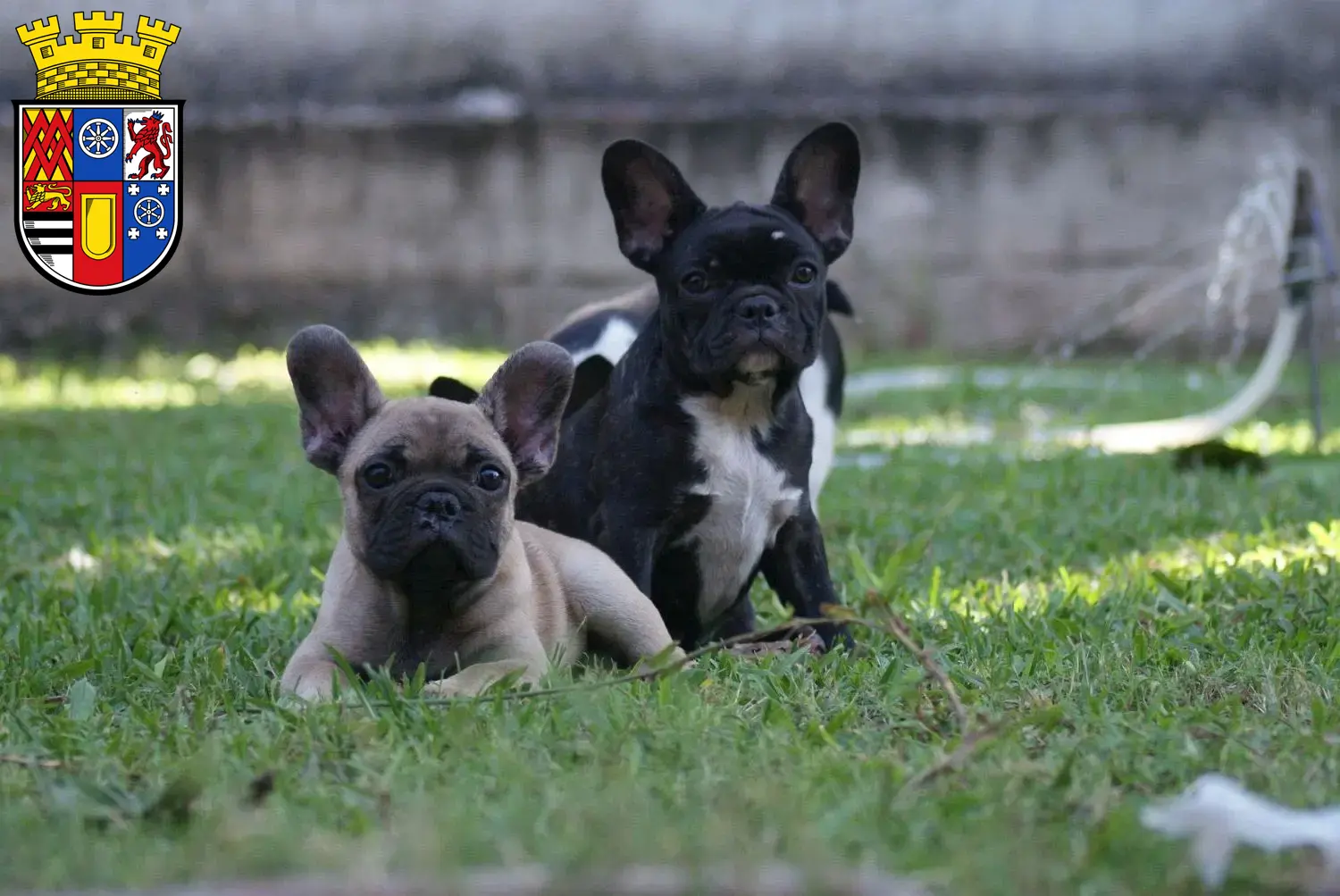 Mehr über den Artikel erfahren Französische Bulldogge Züchter und Welpen in Mülheim an der Ruhr